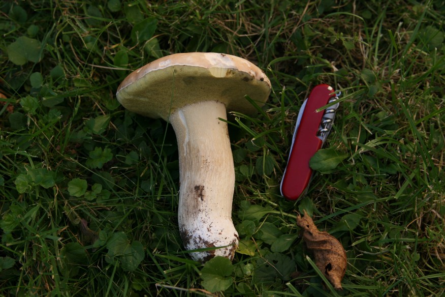 nuovo boletus dalla foresta nera